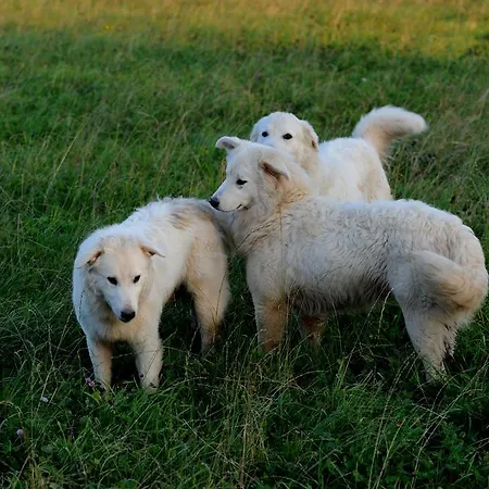 Ekoturizem Hudicevec Guest house 4*