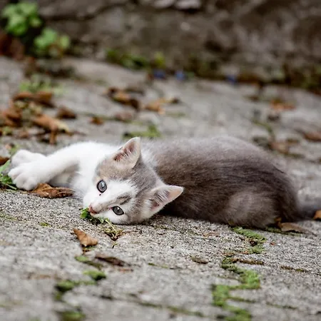 Gæstehus Ekoturizem Hudicevec 4*