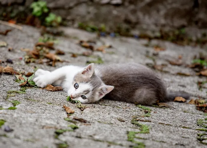 Gasthof Ekoturizem Hudicevec 4*